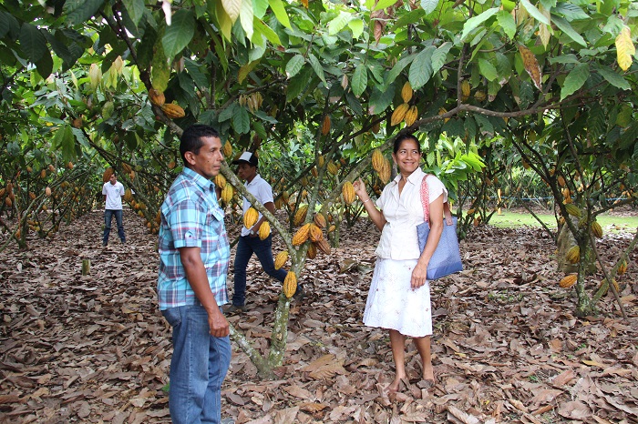 Prefectura auspicia tercera feria del cacao en Vinces