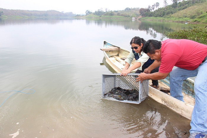 Los Ríos: 15 mil peces ‘vieja azul’ fueron liberados para su reproducción