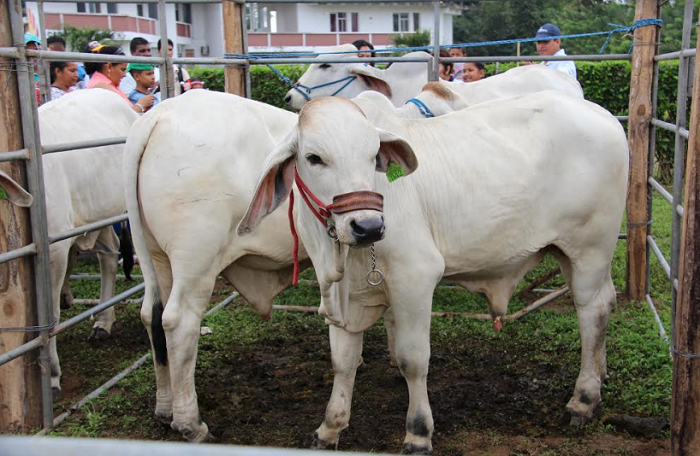 Prefectura de Los Ríos entrega reproductores de raza Brangus a  ganaderos