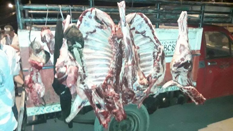 Incautan 900 libras de carne en camal clandestino de Palenque