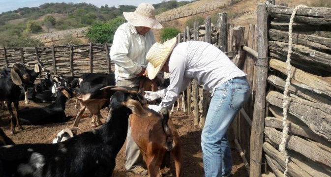 Ministerio de Agricultura trabaja en desparasitación y vitaminización de ganado en Loja