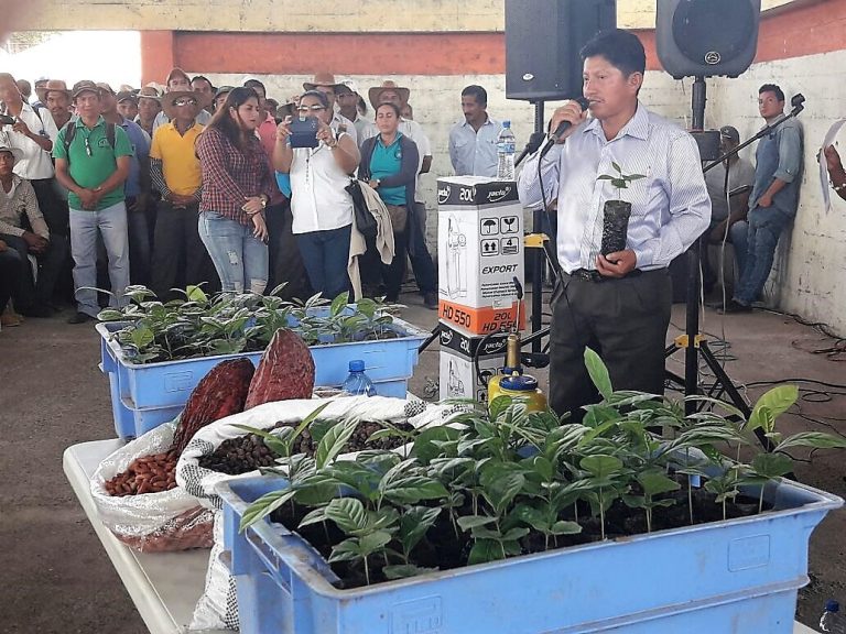 113.000 plantas de café se entregarán a productores de 3 provincias