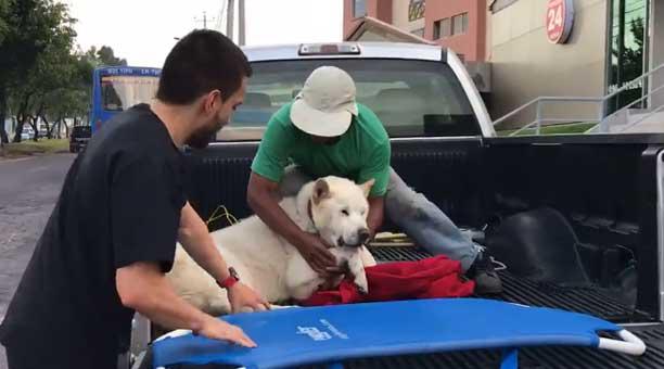 AMT termina relación laboral con agente de tránsito que retuvo vehículo que trasladaba a perro envenenado