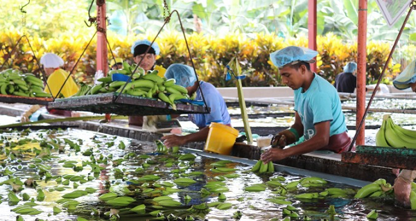 Banano ecuatoriano gana espacio en el mercado de Suecia