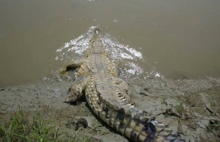 Lagarto en las aguas del río Babahoyo