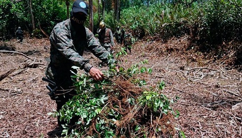 Armada del Ecuador localizó plantación de hojas de coca en la frontera con Colombia