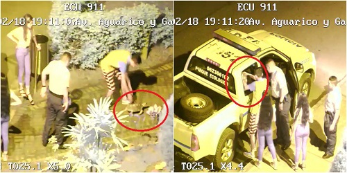 Coordinación entre el ECU 911 y Policía Nacional permitió el retorno de una tortuga a su hábitat