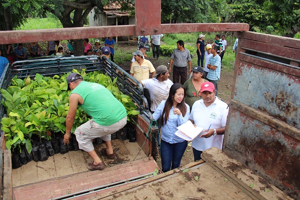 Los Ríos: Prefectura fomenta la siembra del cacao con asistencia técnica