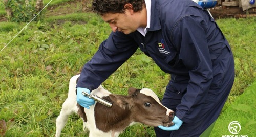 Se vacunará contra fiebre aftosa a bovinos menores de 1 año