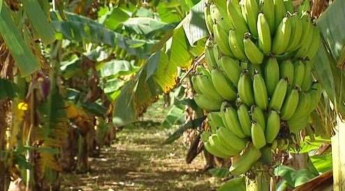 Pequeños productores de Banano recibirán asistencia técnica y de créditos del Programa de Desarrollo de la Productividad impulsado por el MAGAP