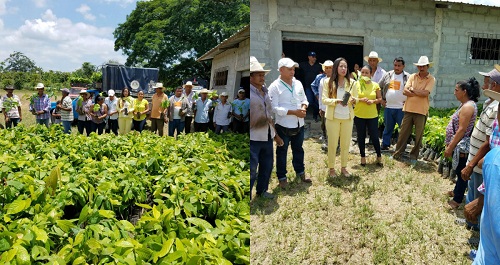 Asociaciones campesinas de la provincia reciben plantas de cacao por parte de la Prefectura
