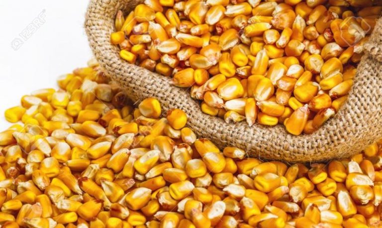 El precio referencial de 15,75 dólares para quintal de maíz quedó determinado en el Acuerdo Ministerial 057