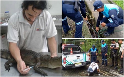 ECU 911 coordinó rescate de caimán de anteojos en Nueva Loja
