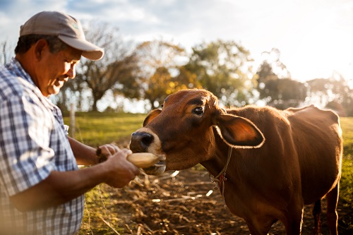 Bayer se asocia con la Organización Mundial de Agricultores y lanza subsidio global para bienestar del ganado
