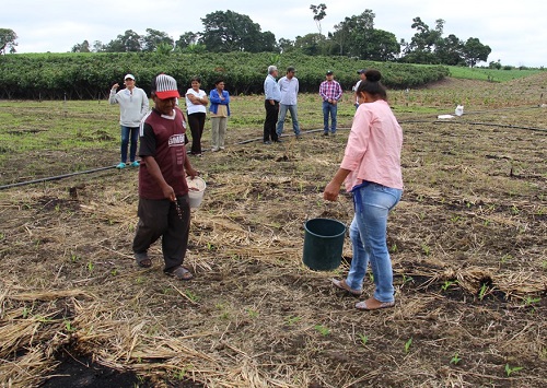 Mocache: Agricultores cultivan maíz y cacao con apoyo de la Prefectura