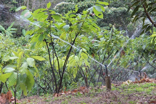 El campo de Los Ríos reverdece con el riego parcelario