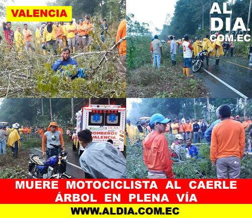 Valencia: Una persona fallecida tras caída de árbol en la vía El Vergel.