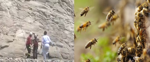 Pescadores tuvieron que ser rescatados luego de ser atacados por abejas asesinas en Manabí