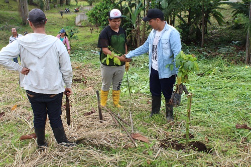 Continúa el proyecto de forestación y reforestación en Quevedo