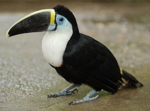 Ecuador es quinto en lista de países con más aves en peligro de extinción en el mundo