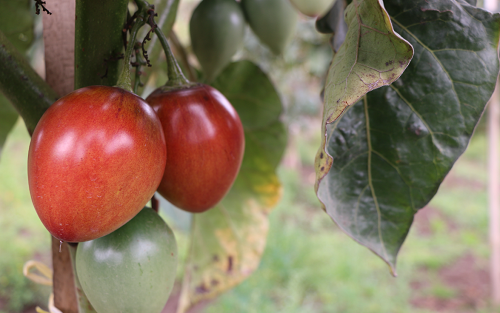 600 kg de tomate de árbol se envían por primera vez a Estados Unidos