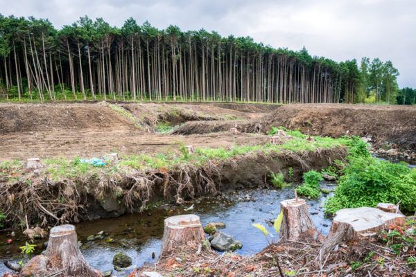 Informe presenta pruebas de que biodiversidad se está perdiendo