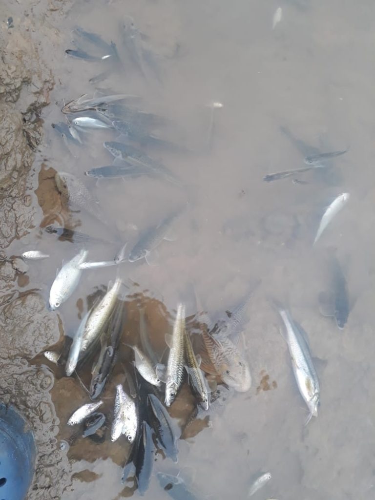 Peces muertos alertaron a población en Mocache
