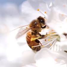 Encuentran 4 abejas vivas en el ojo de una mujer