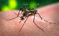 El sudor, imán que atrae a los mosquitos