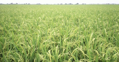 Ecuador no importará arroz colombiano