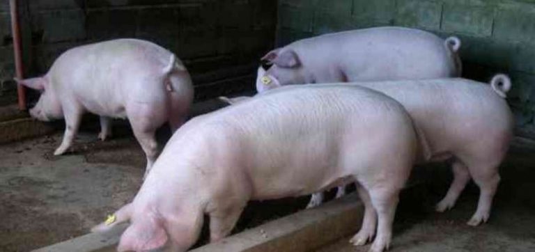 Ecuador toma medidas ante peligro de peste porcina
