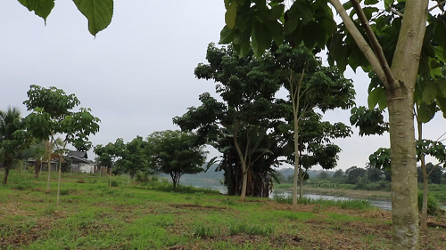 Municipio de Quevedo desmiente corte de árboles en la ruta del río