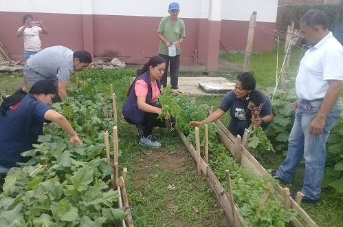 Quevedo: Centro de salud La Isla implementa huertos comunitarios