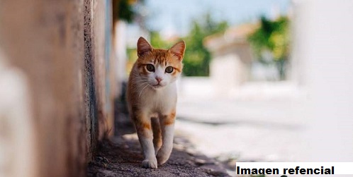 Gato intenta ingresar celulares a cárcel de Costa Rica