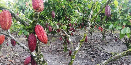 Cacao Híbrido CCN-51 cuenta con certificación de calidad