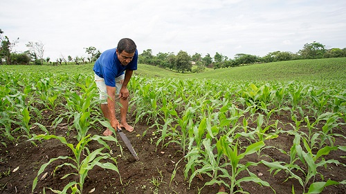 Más de 58 millones ha entregado en indemnizaciones el Seguro Agrícola