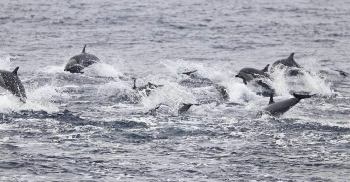 Avistamiento de delfines y ballenas se puede apreciar en Puerto López