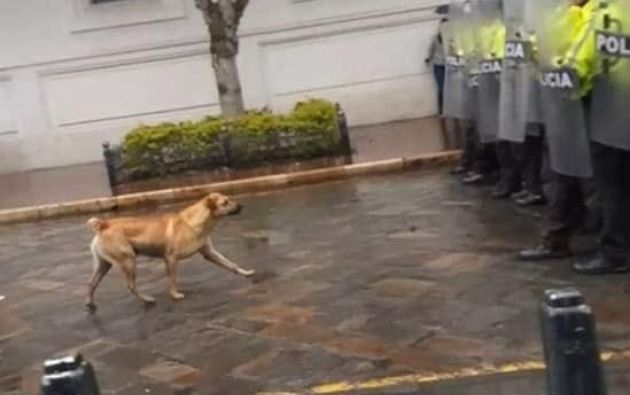 Esta es la historia de ‘Firulais’, el ícono del paro en Cuenca