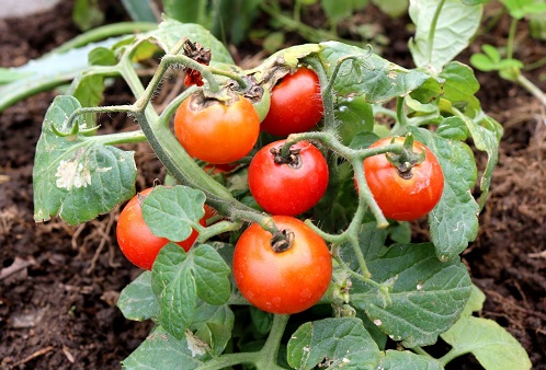 Imparten conocimiento cómo cultivar huertos familiares y elaborar abono orgánico