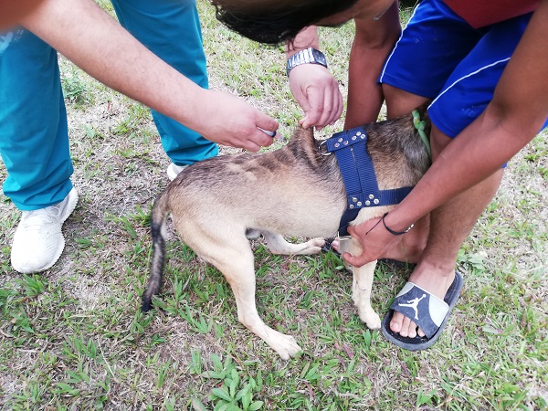 Llega atención veterinaria en Quevedo