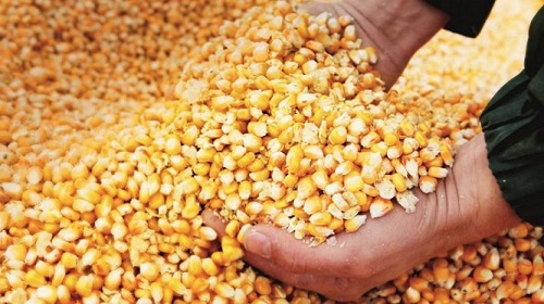 El costo de quintal de maíz es de USD$10,34, según estudio técnico