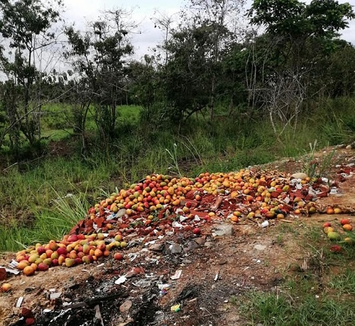 En Vinces los alrededores de lagunas de oxidación son contaminados