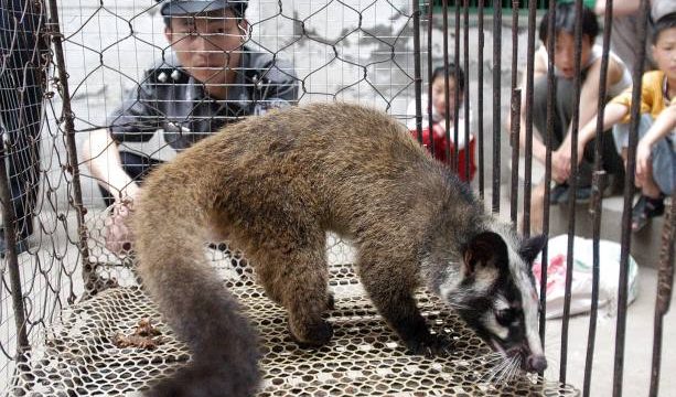 En China se prohibió comercio de animales salvajes por epidemia de coronavirus
