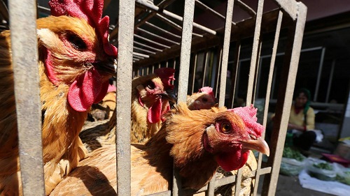 China registra brote de gripe aviar en provincia cercana a Hubei