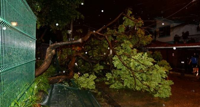 Árbol cedió tras caída de rayo durante aguacero registrado en Guayaquil