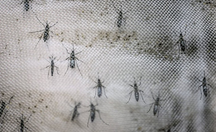 Nueva cepa de Zika es detectada en Brasil
