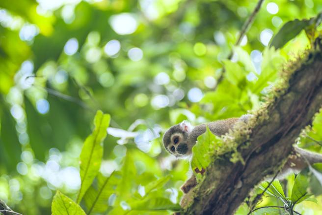 Hoy se celebra el día mundial del medio Ambiente – La hora de la naturaleza llegó