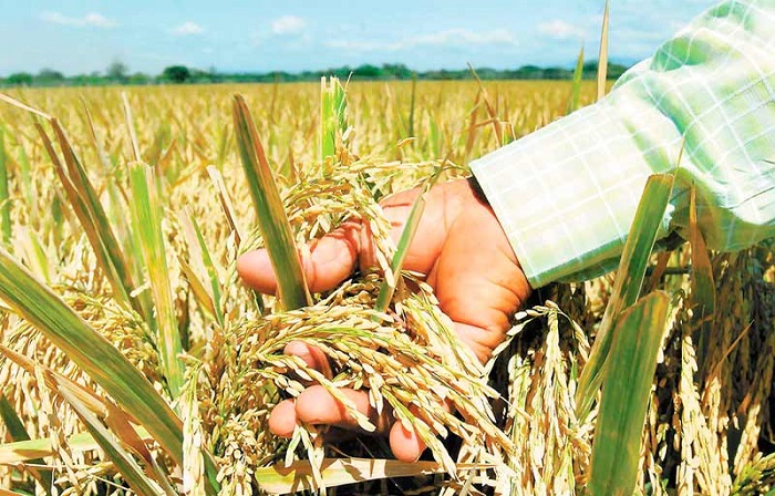 Productores de arroz reciben créditos especializados