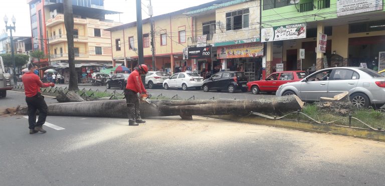 Se realiza el retiro de algunas palmeras en la June Guzmán, Quevedo