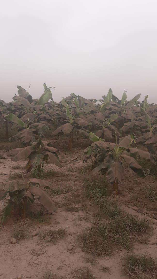 Alerta en Los Ríos: El 30% del banano se perdería por las cenizas del volcán Sangay
